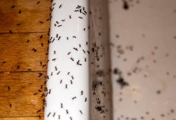 Best Commercial Pest Control Services  in Clayton, NC