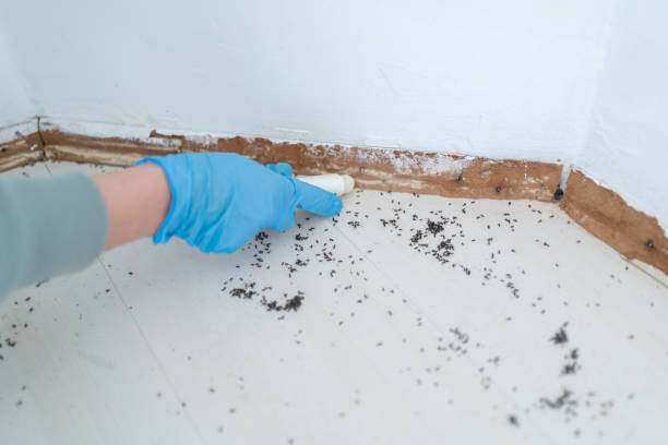 Best Affordable Pest Control Services  in Clayton, NC